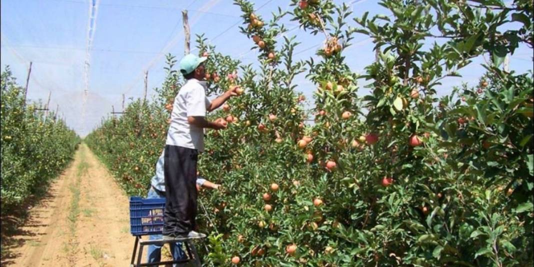 Alanya'da bahçeleri onlar koruyor: Devriye atıp teftiş ediyorlar 1