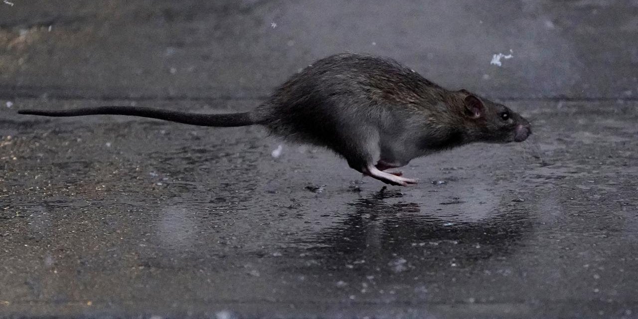 Bir bu eksikti, Alanya'da fare sorunu giderek büyüyor