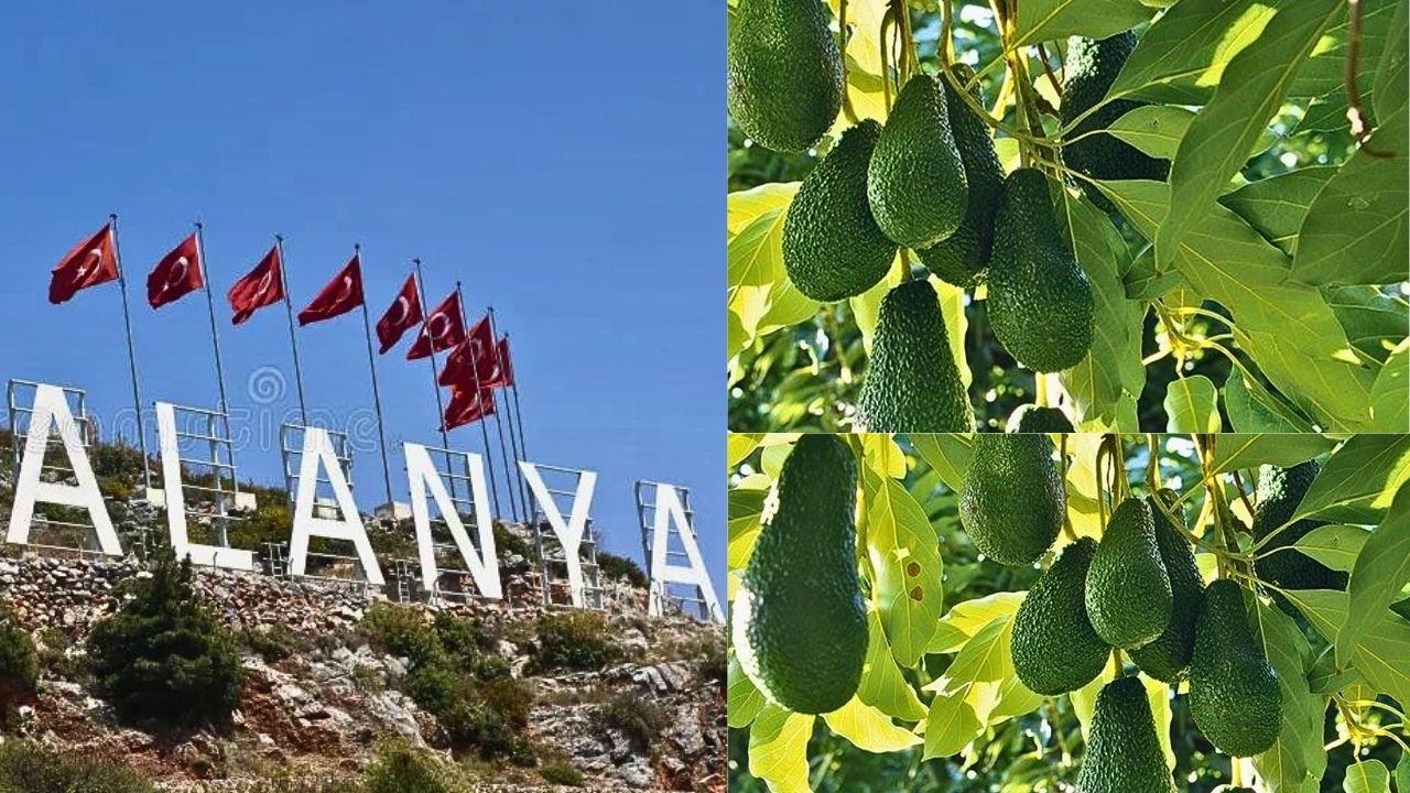 Alanya Haber: Dökülme korkusu yetiştiricileri kaygılandırdı