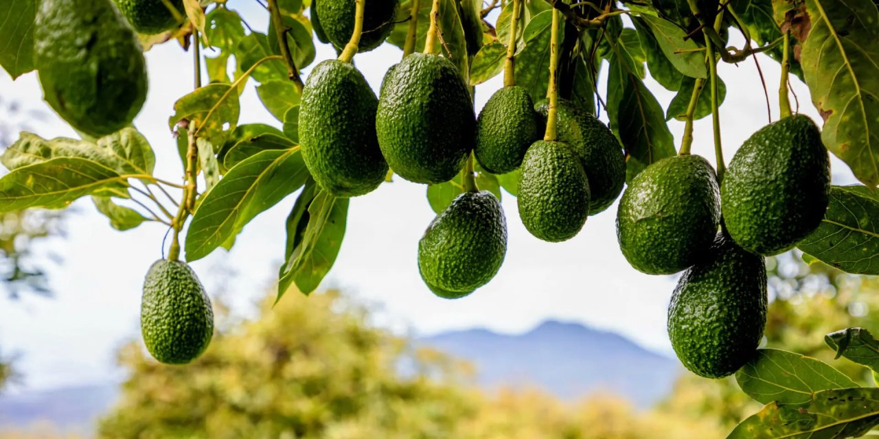 Avokado ateş pahasına satılacak