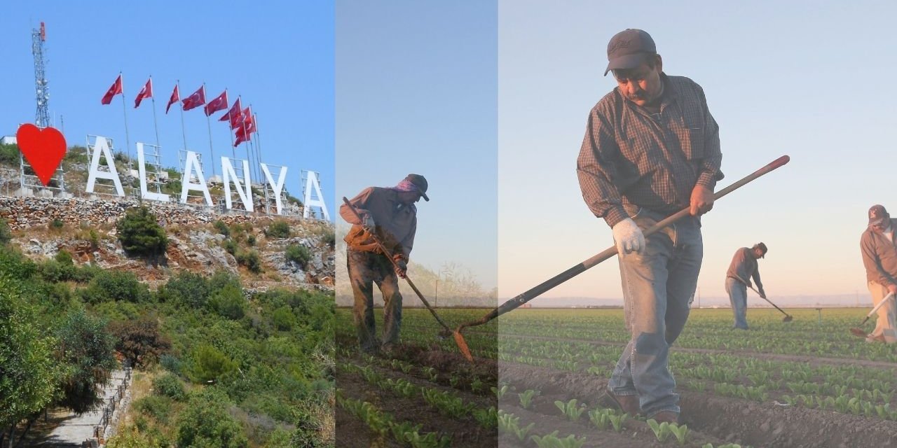 Alanya üreticisi kara kara düşünüyor