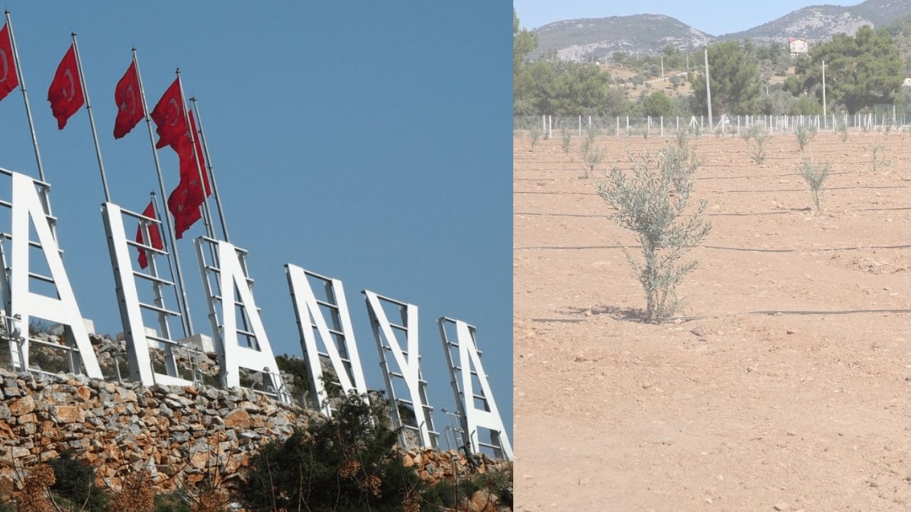 Alanya Dünyanın İhtiyacı olan Ağaç Tehlikede