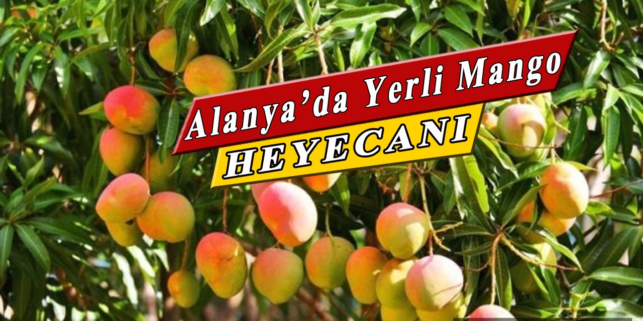 Tüm Türkiye Alanya'dan gelen mangoyu yiyecek