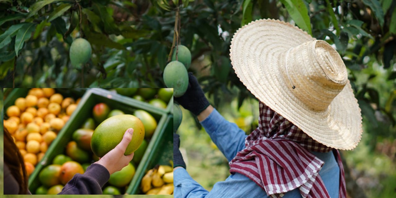 Alanya’da Naomi ve Keith Mango hasadı başladı!