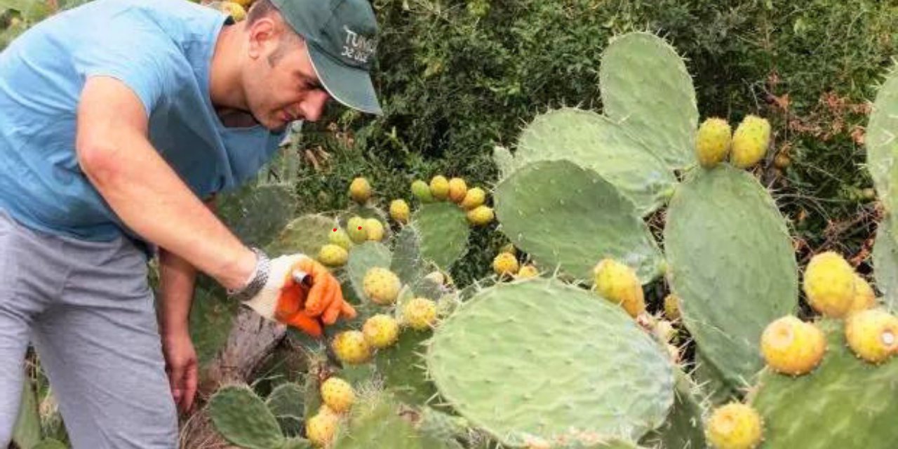 Bildiğiniz İncirleri Unutun! Bu incir bambaşka! Alanya-Antalya-Mersinde sıkça görülüyor!