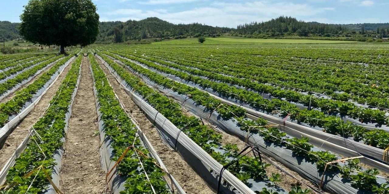 Alanya çiftçisine sulama müjdesi geldi