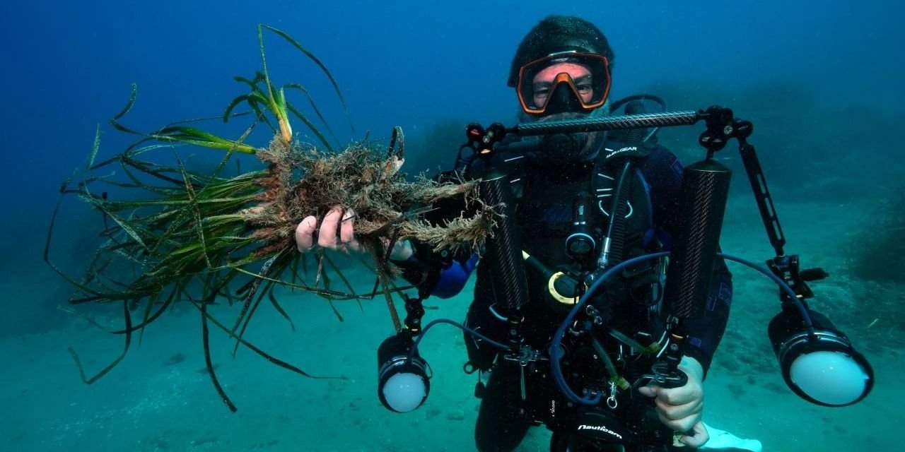 Alanya'da tur tekneleri deniz çayırlarını katlediyor