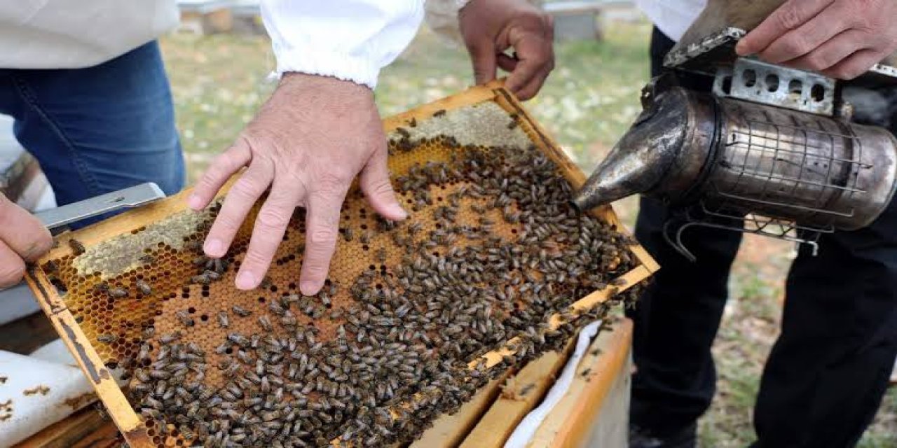 Alanya'da bal üretimi en zor zamanlarını yaşıyor