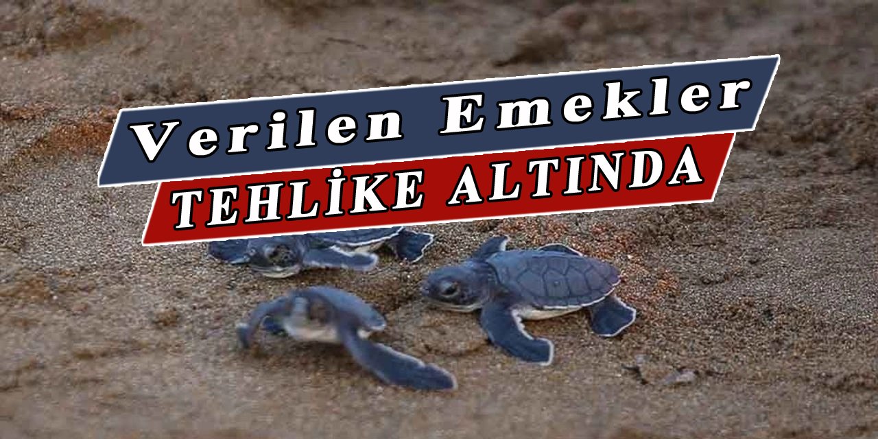 Caretta'lar Tehdit Altında