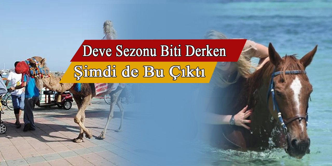 Bu görüntü hayvan severleri ayağa kaldırdı